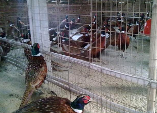 养殖山鸡的销售与利益分析
