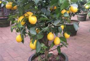 一个花盆就能栽培出能结果的柠檬树