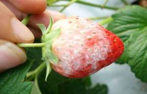 草莓烂果是什么原因？