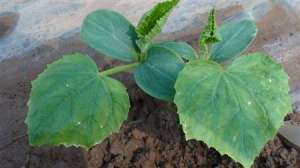 如何从植株上辨别黄瓜是否缺肥