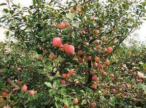 苹果矮化栽培管理技术