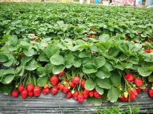 草莓常见病虫害及其防治