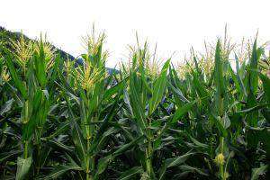夏季玉米穗期应该怎么样管理？
