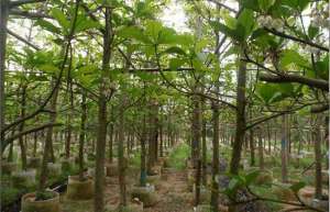 2019年园林绿化对苗木的新要求