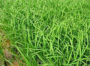 水稻旱育苗技术