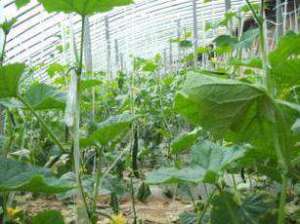 温室黄瓜春季病虫害的综合防治