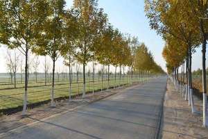 今明两年河南省将绿化廊道万余公里