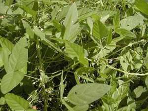 种植大豆怎么防止低产？