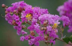紫薇花的冬季养护知识