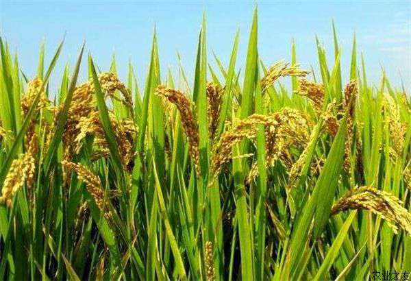水稻高温干旱期间生产技术