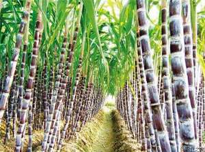 哥伦比亚的甘蔗草种植技术