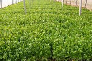 芹菜擗叶高产种植技术