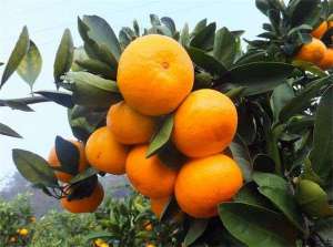 橘子种植的矮化密植
