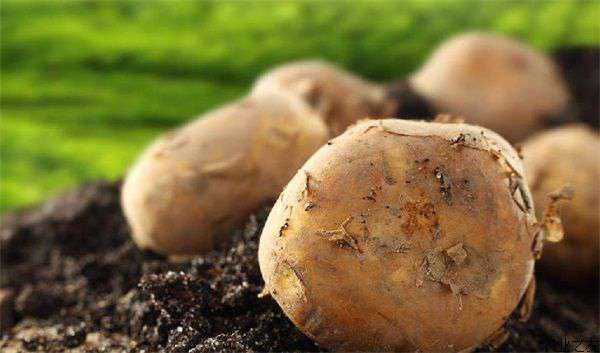 土豆地下害虫的防治