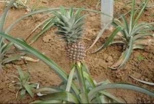 菠萝生长发育对气象条件的要求