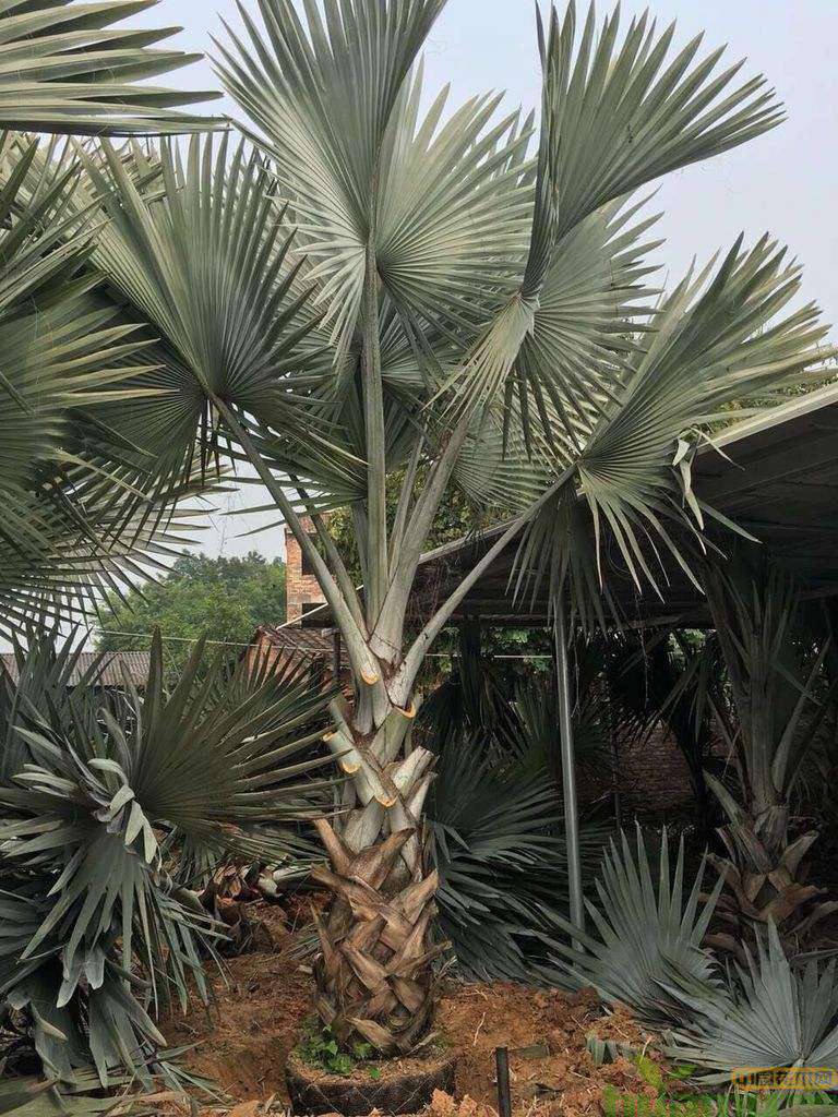 棕榈种植基地实拍.jpg