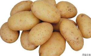 土豆环腐病的防治
