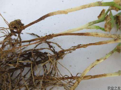 豌豆种植技术之根腐病的防治