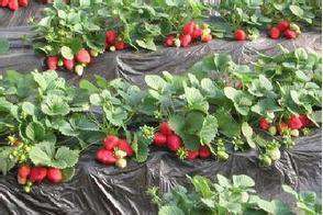 草莓怎样使用生物有机肥