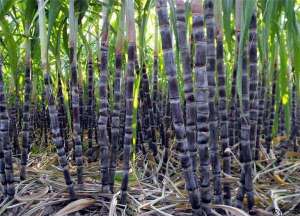 旱地甘蔗高产高糖栽培技术