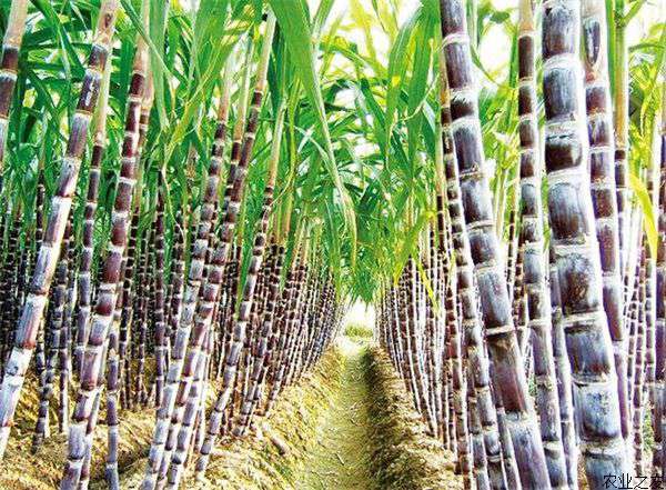 甘蔗种植的追肥技术