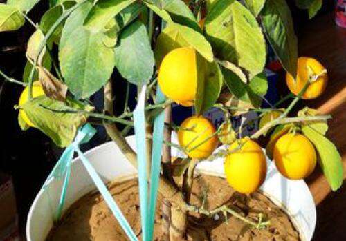 阳台上种柠檬树好吗 柠檬盆栽的养殖方法
