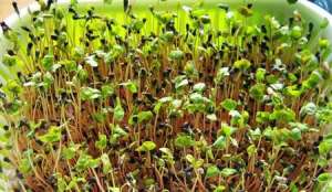 芹菜种植：夏季芹菜育苗要注意什么？