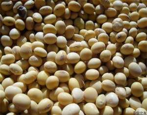 大豆常见害虫的发生与防治