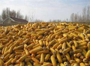 哪些问题会影响夏玉米的产量？
