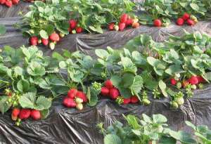 优质丰产草莓栽培“十不要”