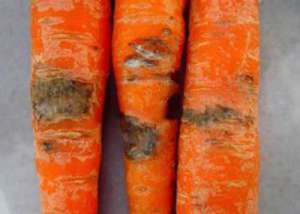 胡萝卜常见病害有哪些？怎么用药治？