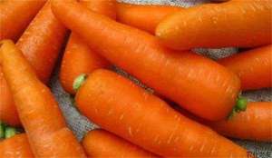 胡萝卜常见病害的防治