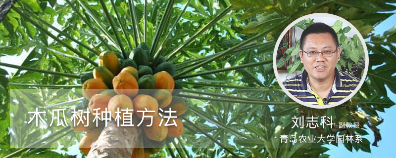 木瓜树种植方法