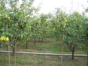 高产梨树的施肥管理技术
