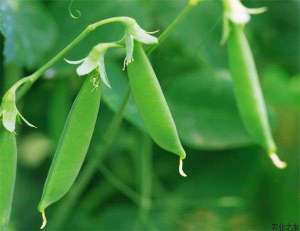 豌豆种植技术之霜霉病的防治