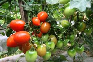 樱桃番茄种植：小番茄怎么种植？
