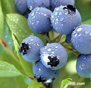 蓝莓的果实如何采收？