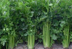 芹菜种植：斑枯病的防治