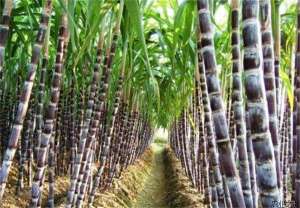 2016年甘蔗秋冬季生产技术指导意见