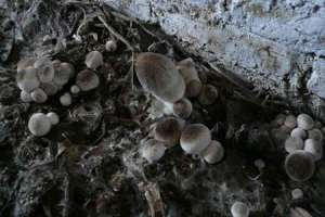 在夏季如何种植草菇？