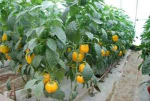 温室栽培彩色辣椒的育苗技术