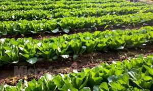 大白菜种植优质高产施肥技术