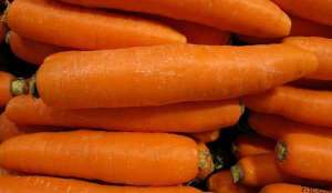胡萝卜品种选择及田间管理