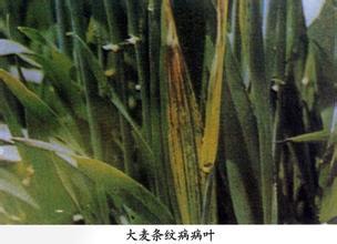 大麦的种传病害怎么防治？