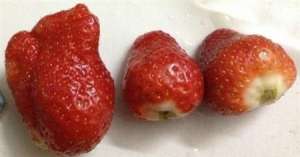 草莓种植有哪些生理病害？