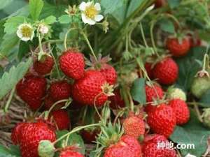如何让草莓安全越夏？