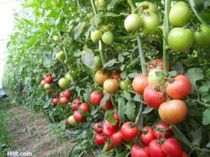 南方露天如何种植番茄