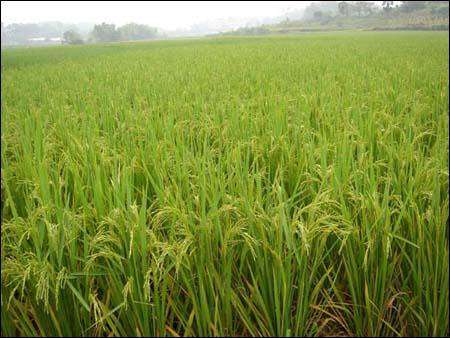 怎么防治水稻后期病虫害？