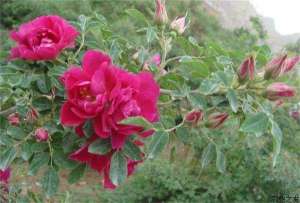 玫瑰花种植技术