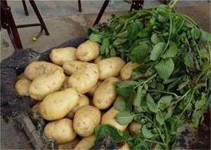 美从野土豆中发现抗土豆晚疫病基因